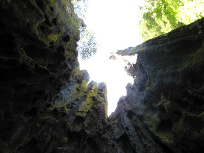 Inside Tree View, Redwood Forest › June 2008.