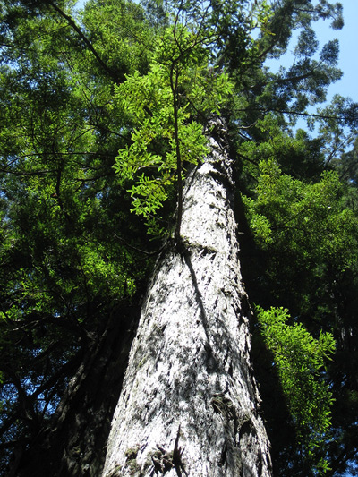 Redwood Light Bark › June 2008.