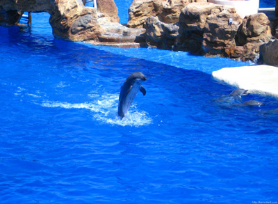 Dolphin Show › August 2008.