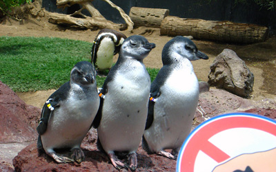 Penguins › August 2008.