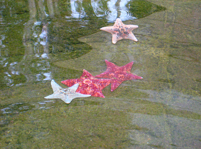 Seaworld Starfish, San Diego ›
  August 2008.
