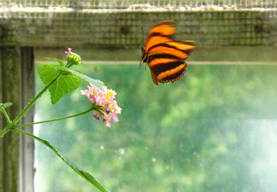 Butterfly Leap, Devonian Garden
  › August 2010.