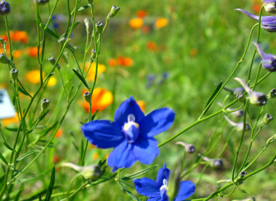 Alberta flowers, Devonian Garden
  › August 2010.