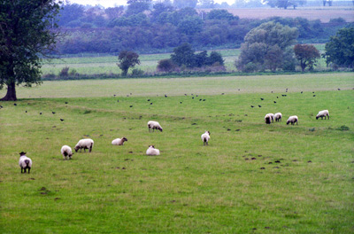 Countryside Sheep, near Burgh
  Castle › October 1998.