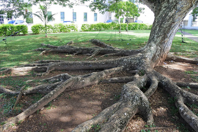 Tree Roots, Espana Park, Hagatna › January 2017.