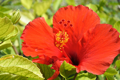 Flower on San Vitores, Tumon › January 2017.