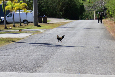 University Road Chicken › January 2018.