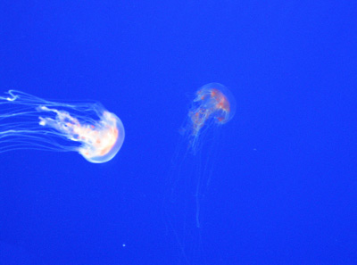 Jellyfish at the Aquarium,
  Waikiki › January 2007.