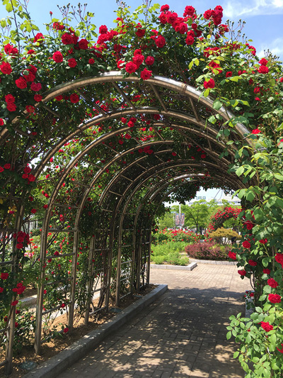 Yeseul Park Rose Arch, Incheon › May 2016.
