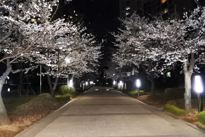 Cherry Blossoms in Complex at Night, Incheon › April 2017.