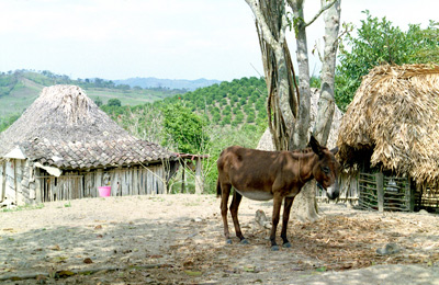 Enrique's Ranch, near Poza Rica
  › April 2002.