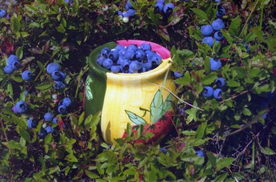 Signal Hill Blueberry Pot › September 2000.