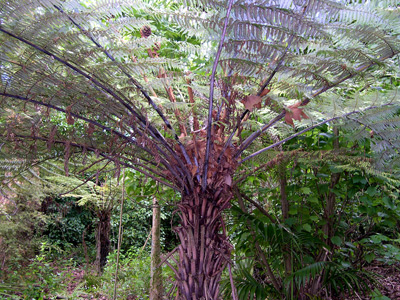Wide Tree › October 2003.