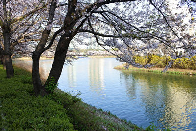 Seokchon Lake, Seoul › April 2017.