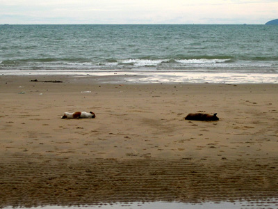 Beach Dogs, Jomtien › May 2005.