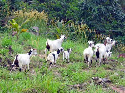 Ko Phi Phi Goats › January 2006.