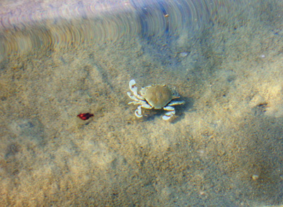 Shallow Pool Crab, Phi Phi ›
  January 2006.