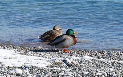 Duck Duo Close, Humber Bay, Toronto › January 2020.