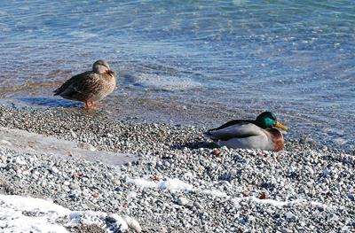 Duck Duo, Humber Bay, Toronto › January 2020.