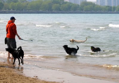 Downtown Beach Dogs, Chicago ›
  May 2007.