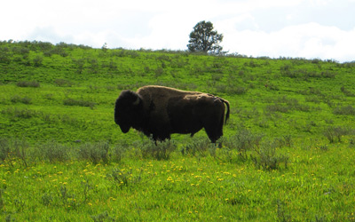 Bison Grazing, Yellowstone ›
  June 2008.