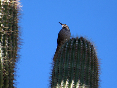 Mesa Bird, Arizona › March 2008.