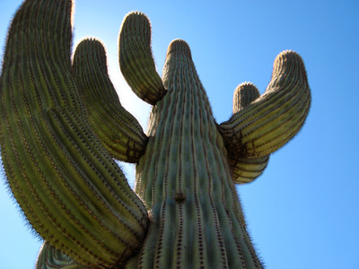 Cactus View, Mesa, AZ › March 2008.