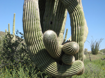 Cactus Knots, Usury Park,
  Arizona › March 2008.