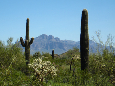 Cactus Field, Usury Park,
  Arizona › March 2008.