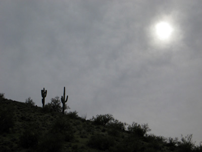 North of Phoenix Cactus Sky, AZ › March 2009.
