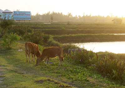 Cows near Hoi An › February
  2005.